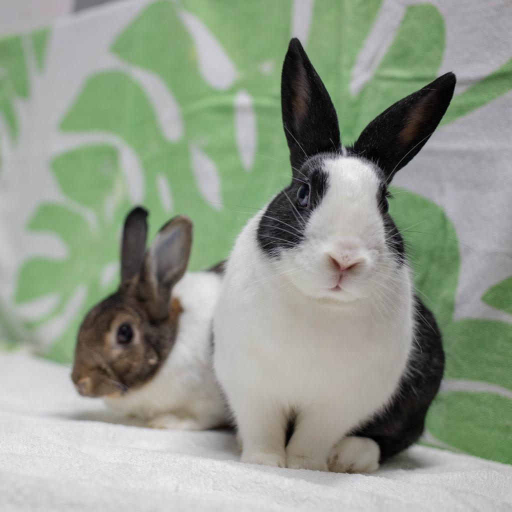 Enlarge Archie (bonded to Rebel), a Adoptable Dutch in San Diego, CA image 4/5