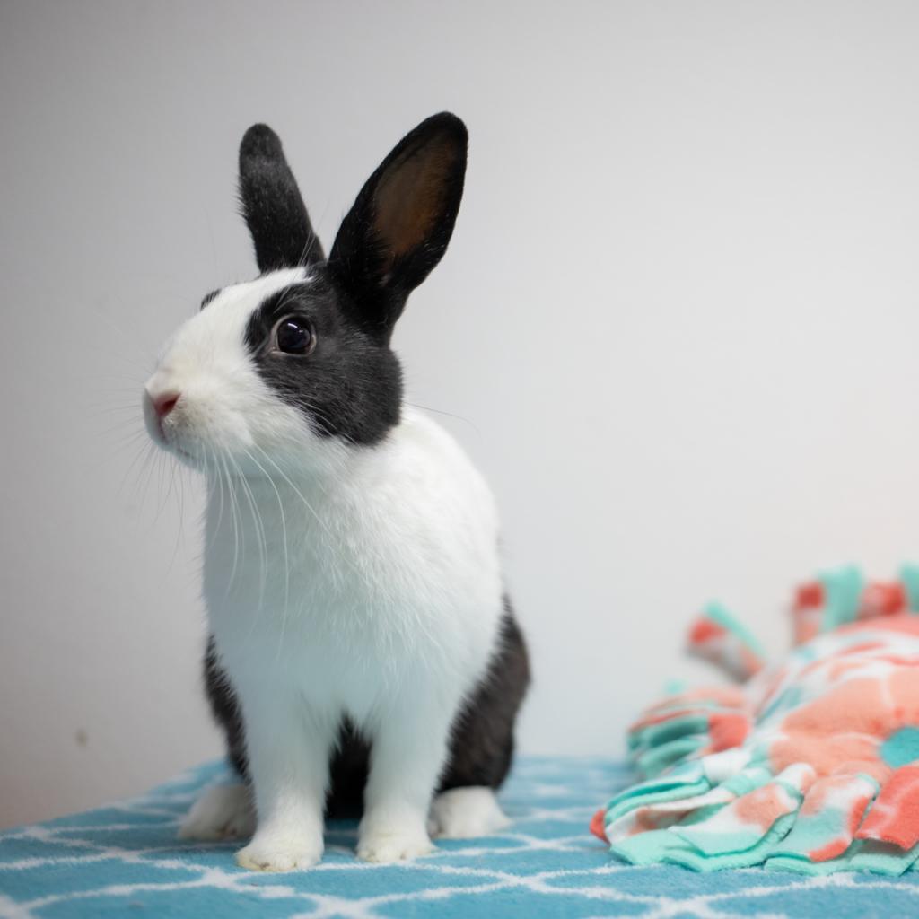 Enlarge Archie (bonded to Rebel), a Adoptable Dutch in San Diego, CA image 5/5