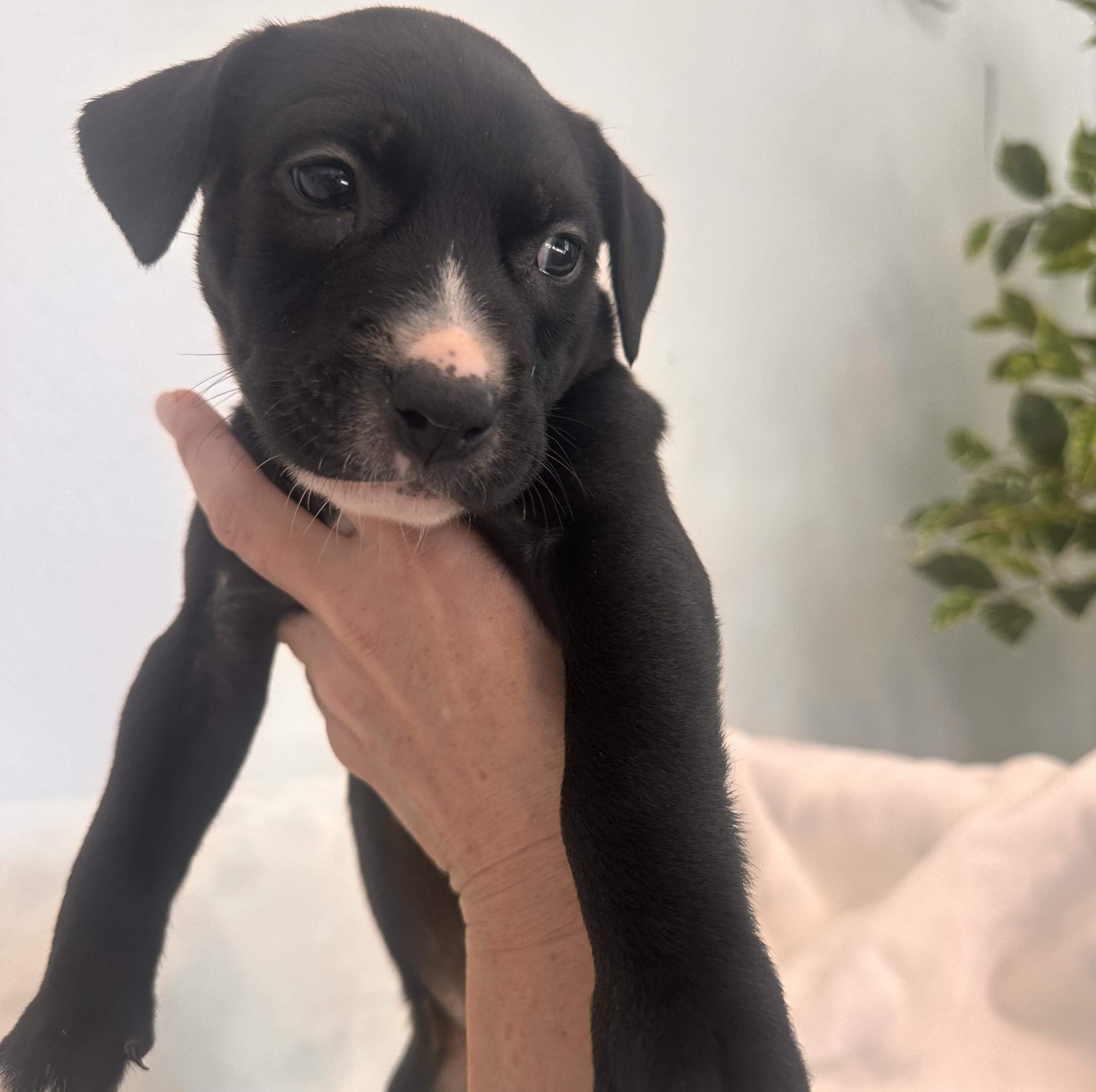 Porter  The Petite thumbnail 4