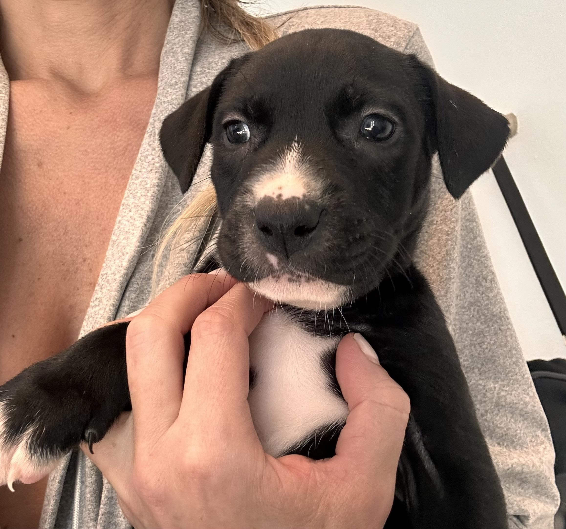 Porter  The Petite thumbnail 3