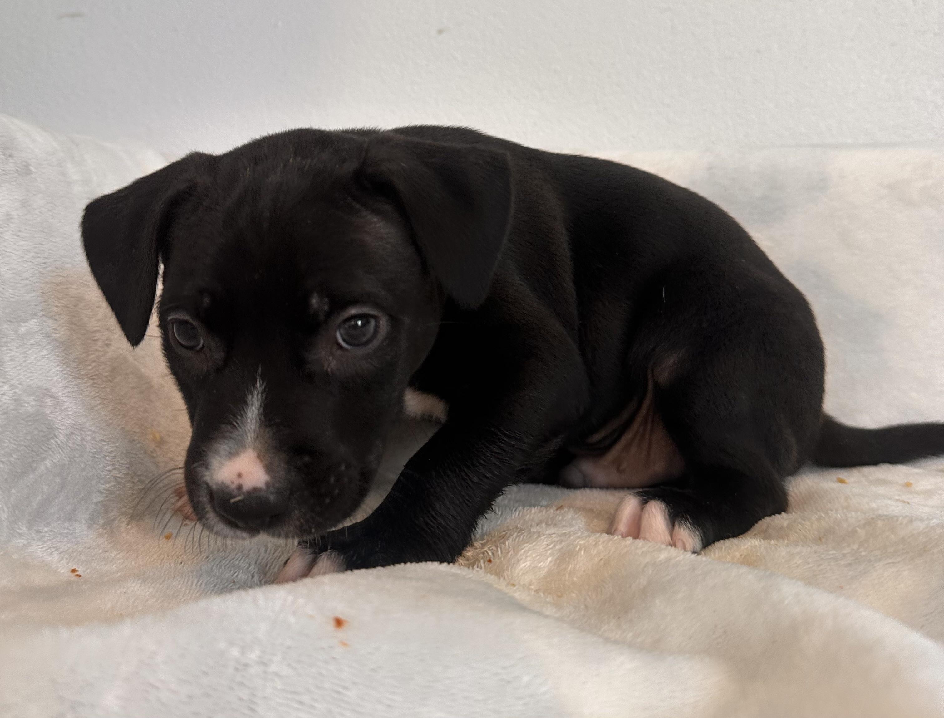 Porter  The Petite thumbnail 2