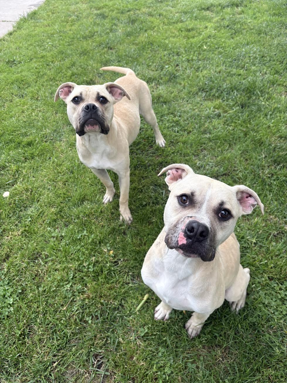 Enlarge Luigi, a ADOPTABLE mixed breed in Oakdale, CA image 2/2
