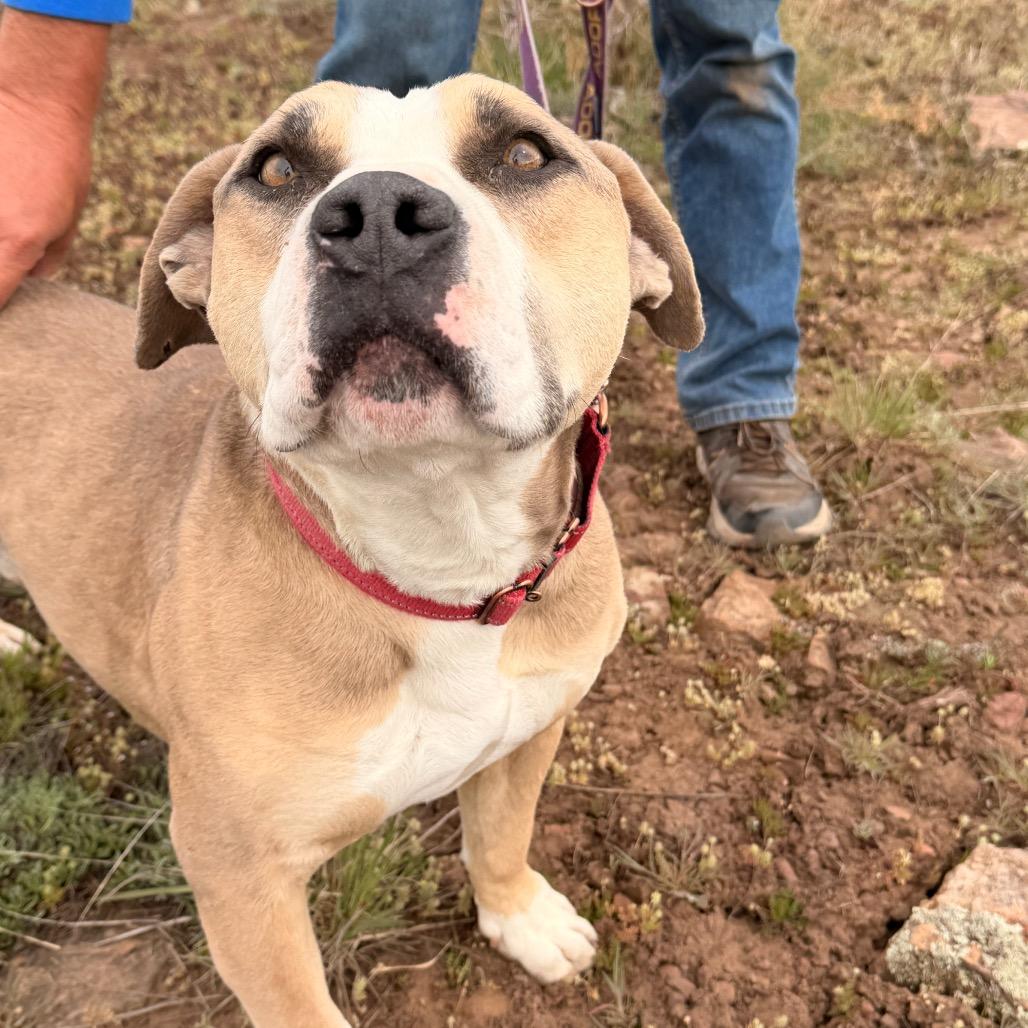 Enlarge SAMMY, a Adoptable American Bulldog in Pagosa Springs, CO image 1/6