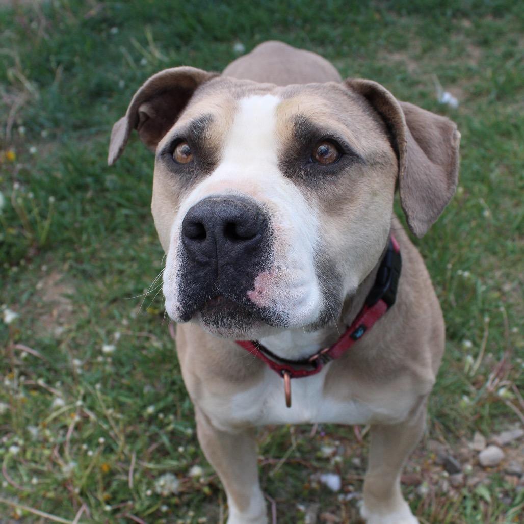 SAMMY, a Adoptable American Bulldog in Pagosa Springs, CO image 2/4