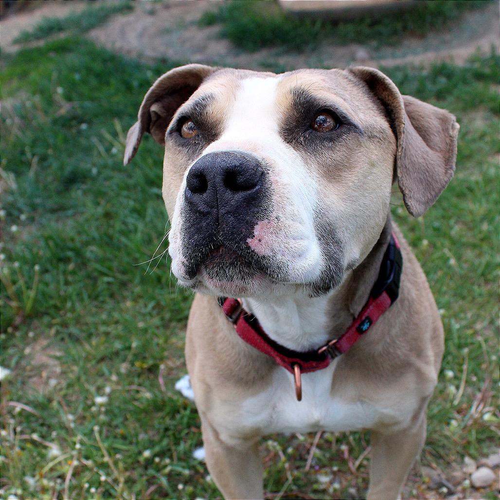 SAMMY, a Adoptable American Bulldog in Pagosa Springs, CO image 4/4