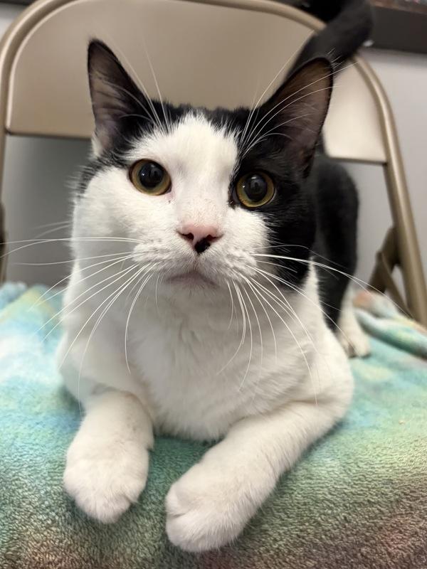 Enlarge Beau, a Adoptable mixed breed in Winnipeg, MB image 1/2