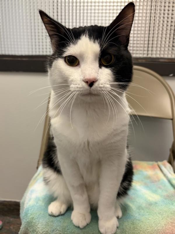 Enlarge Beau, a Adoptable mixed breed in Winnipeg, MB image 2/2