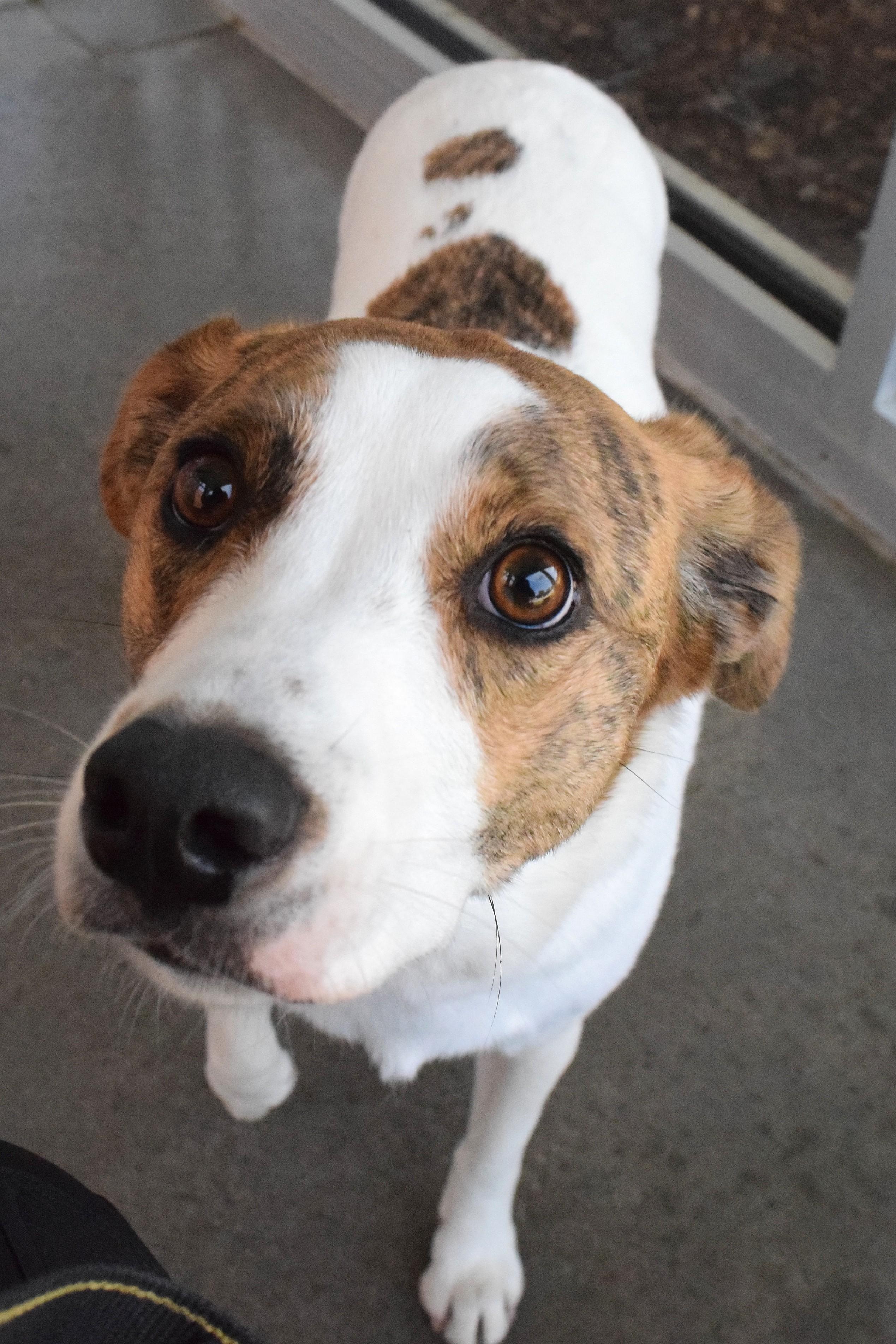 22481, ADOPTABLE, Adult Female Australian Cattle Dog / Blue Heeler.