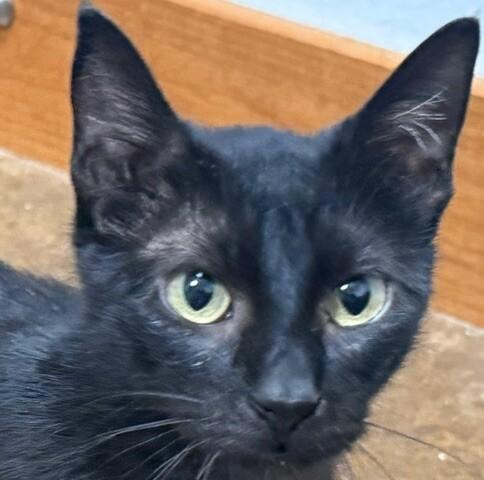 Heleena, Adoptable, Adult Female Domestic Short Hair.