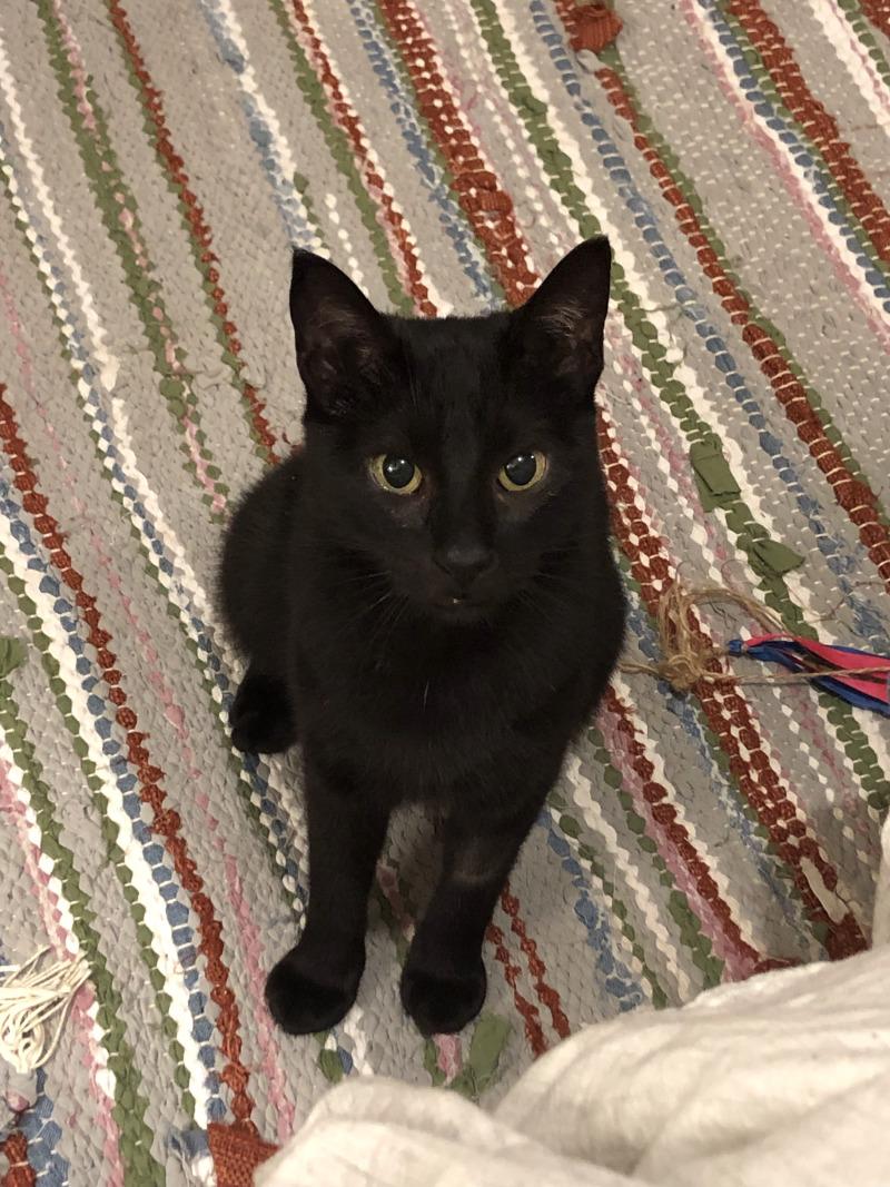 Enlarge Heleena, a Adoptable Domestic Short Hair in Fort Collins, CO image 2/6