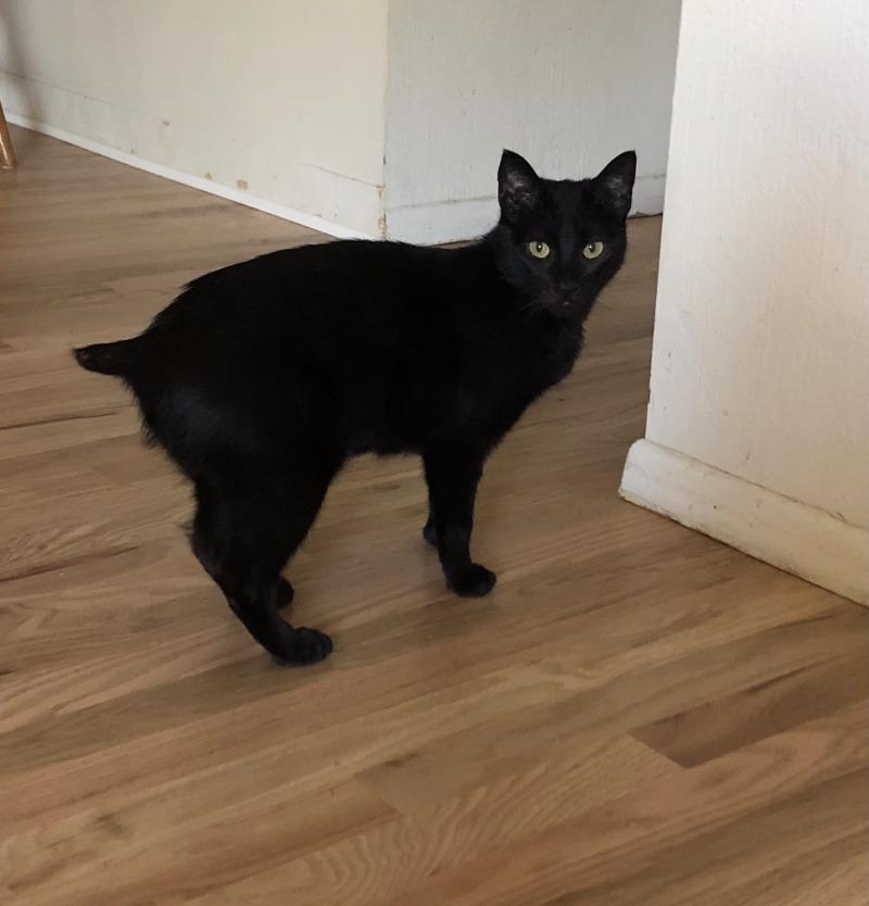 Enlarge Heleena, a Adoptable Domestic Short Hair in Fort Collins, CO image 3/6