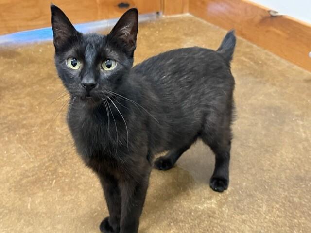 Enlarge Heleena, a Adoptable Domestic Short Hair in Fort Collins, CO image 4/6