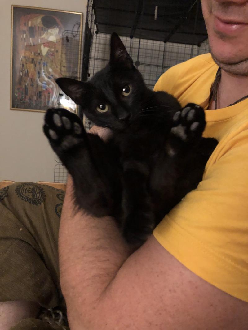 Enlarge Heleena, a Adoptable Domestic Short Hair in Fort Collins, CO image 5/6