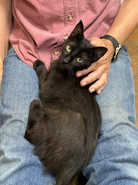 Enlarge Heleena, a Adoptable Domestic Short Hair in Fort Collins, CO image 6/6