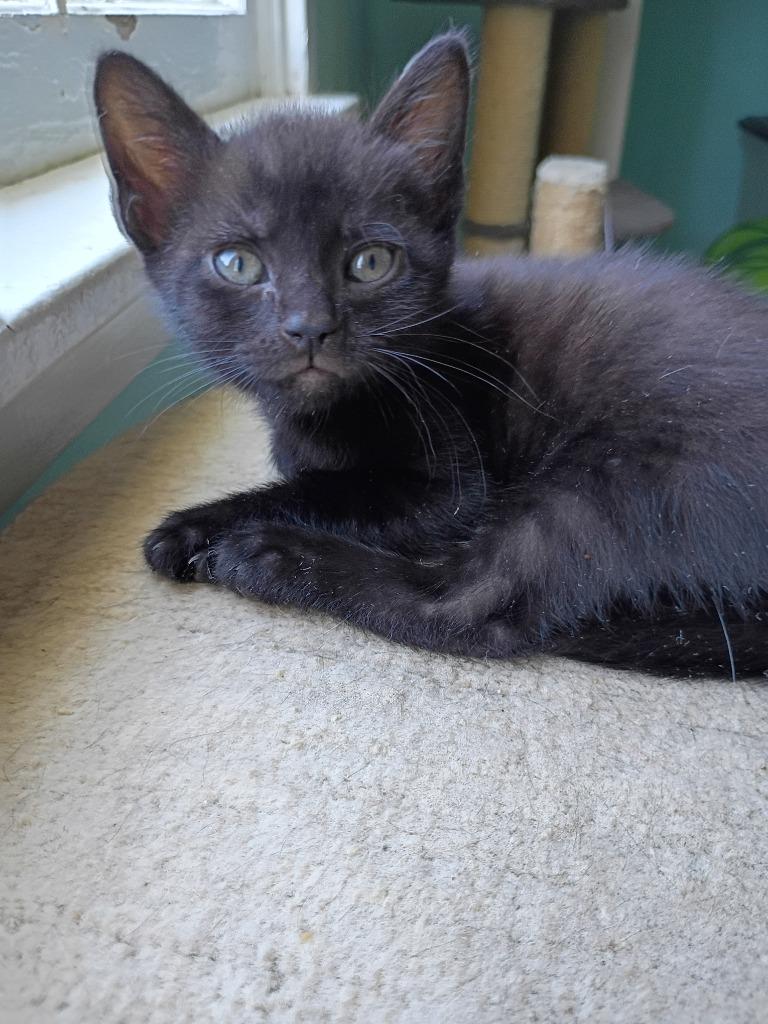 Phil, Adoptable, Kitten Male Domestic Short Hair.