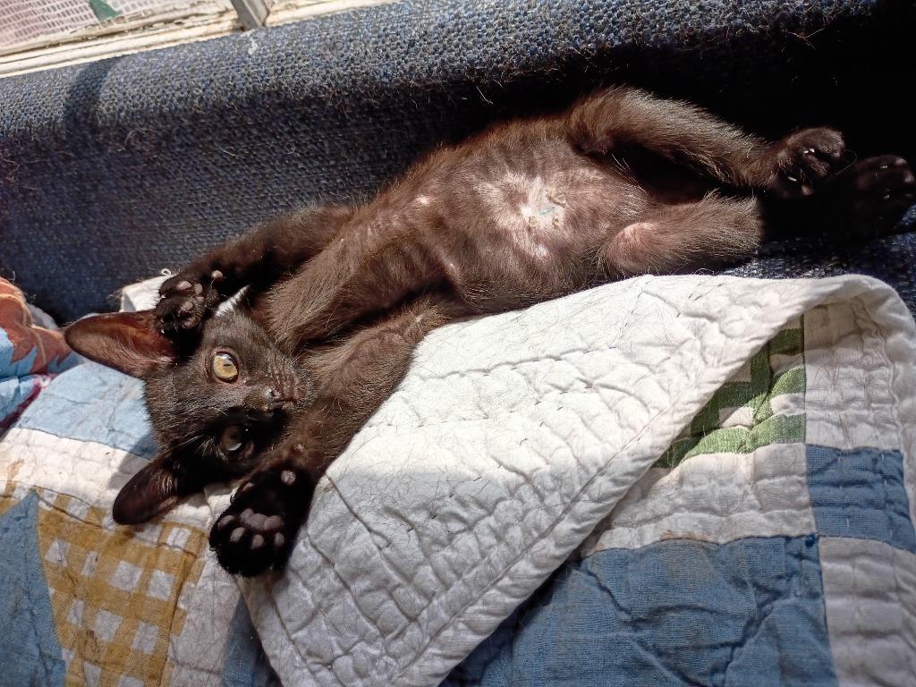 Phil, a Adoptable mixed breed in Hardeeville, SC image 2/3