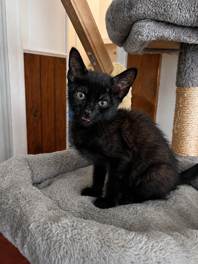 Phil, a Adoptable mixed breed in Hardeeville, SC image 3/3