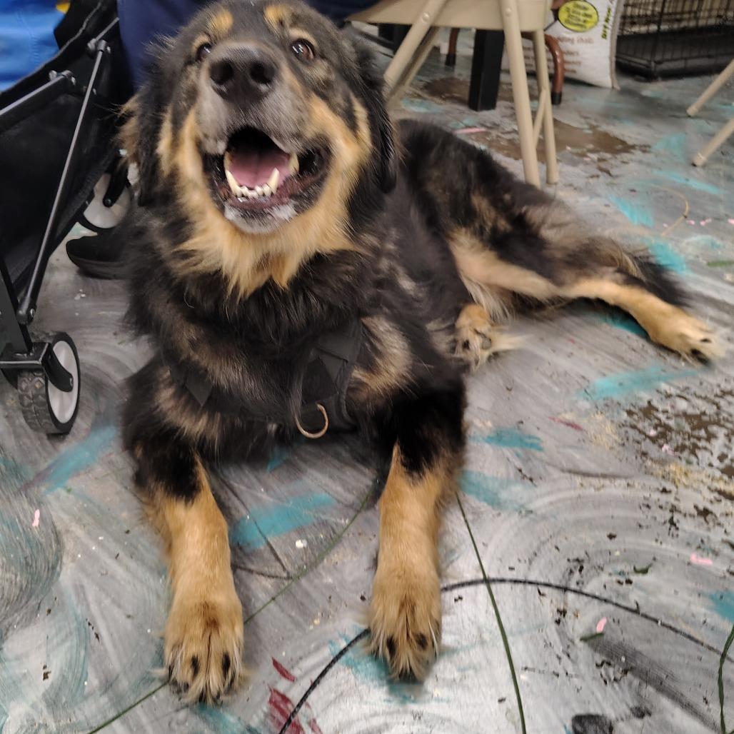 Baldur, Adoptable, Adult Male Husky & Rottweiler.