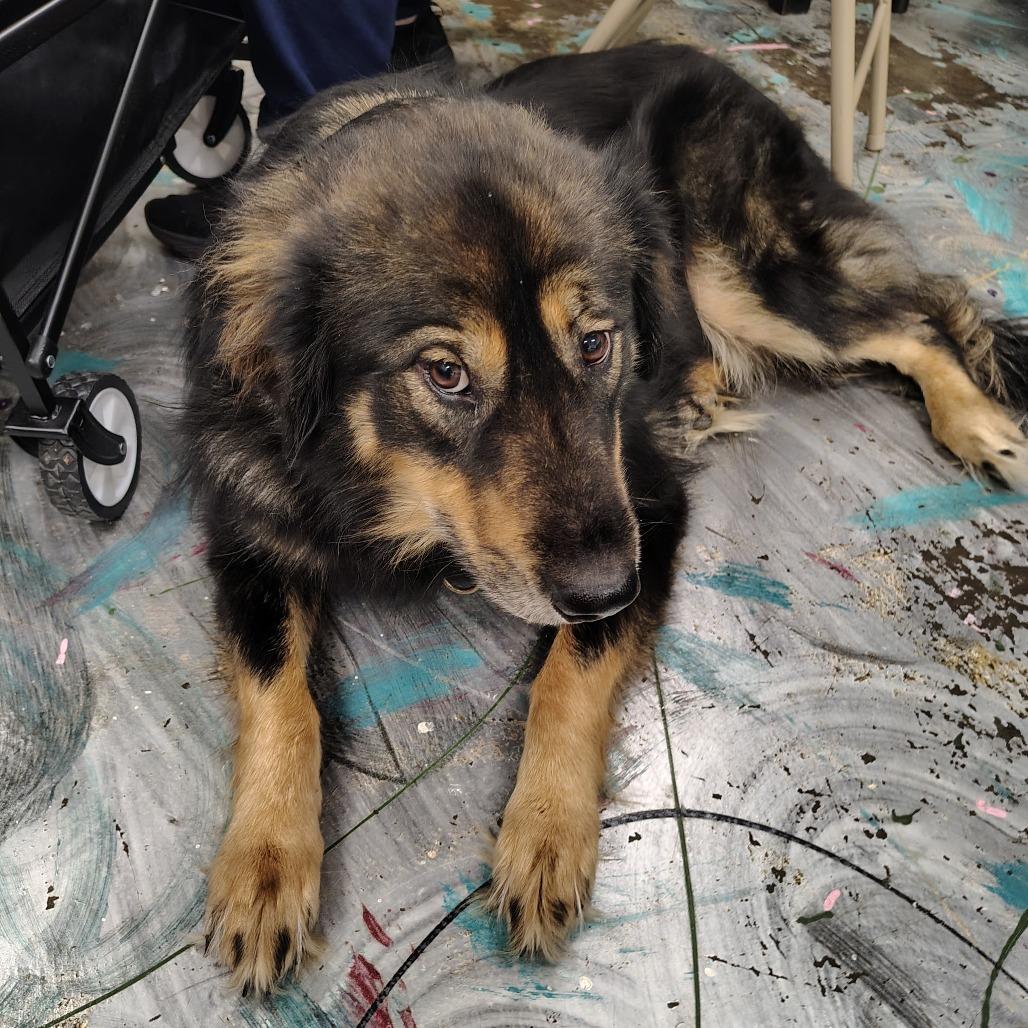 Enlarge Baldur, a Adoptable mixed breed in Coos Bay, OR image 2/6