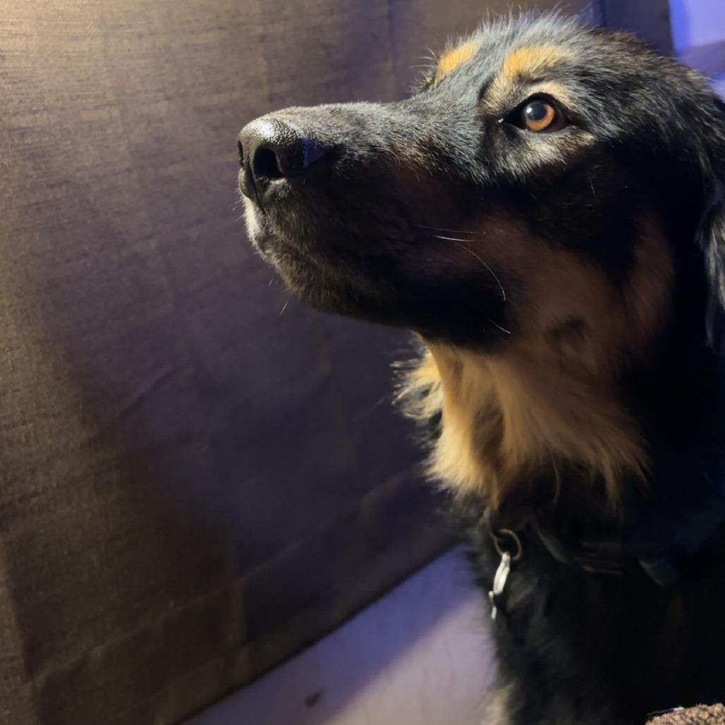 Enlarge Baldur, a Adoptable mixed breed in Coos Bay, OR image 3/6