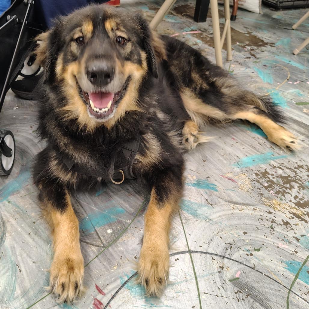 Enlarge Baldur, a Adoptable mixed breed in Coos Bay, OR image 4/6