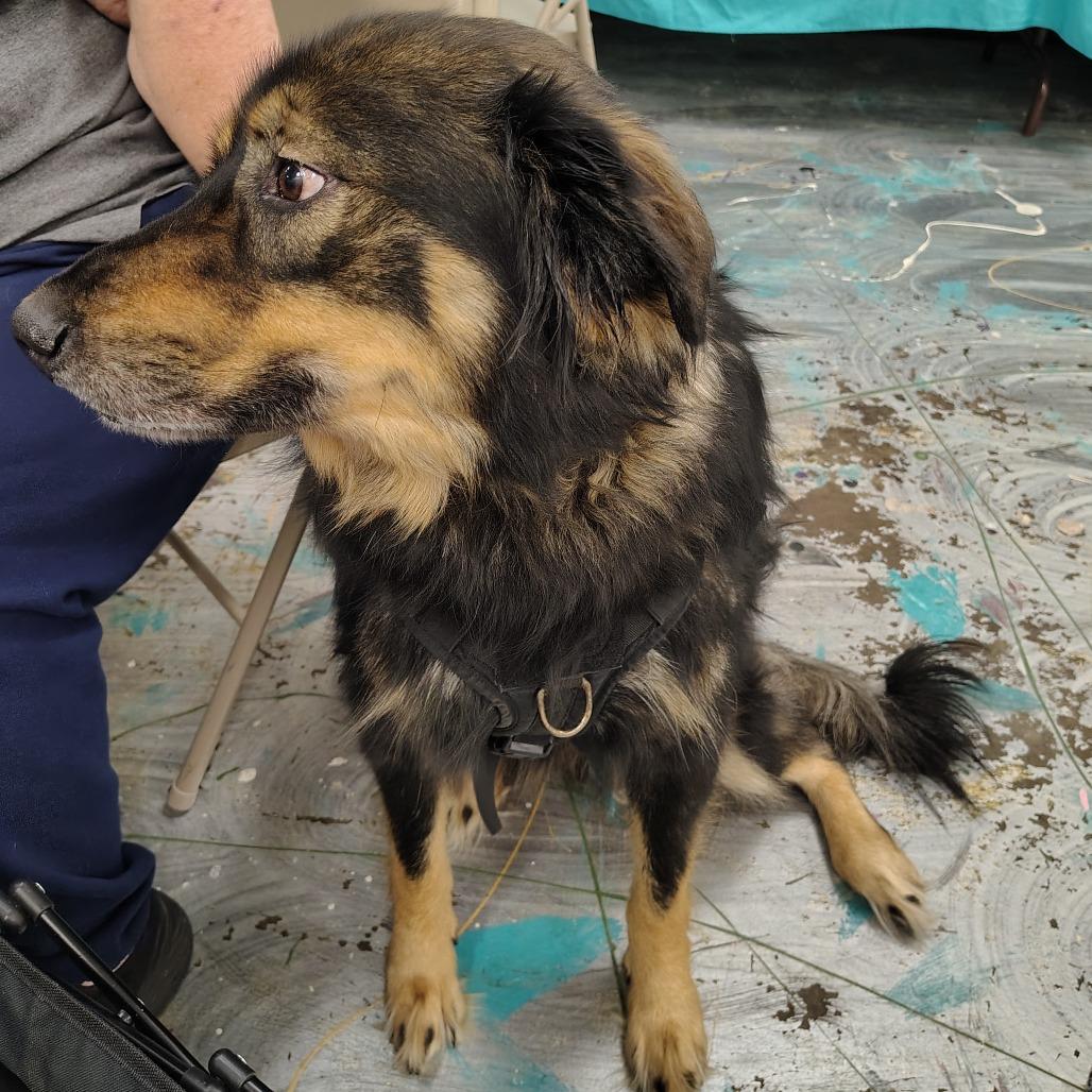 Enlarge Baldur, a Adoptable mixed breed in Coos Bay, OR image 5/6