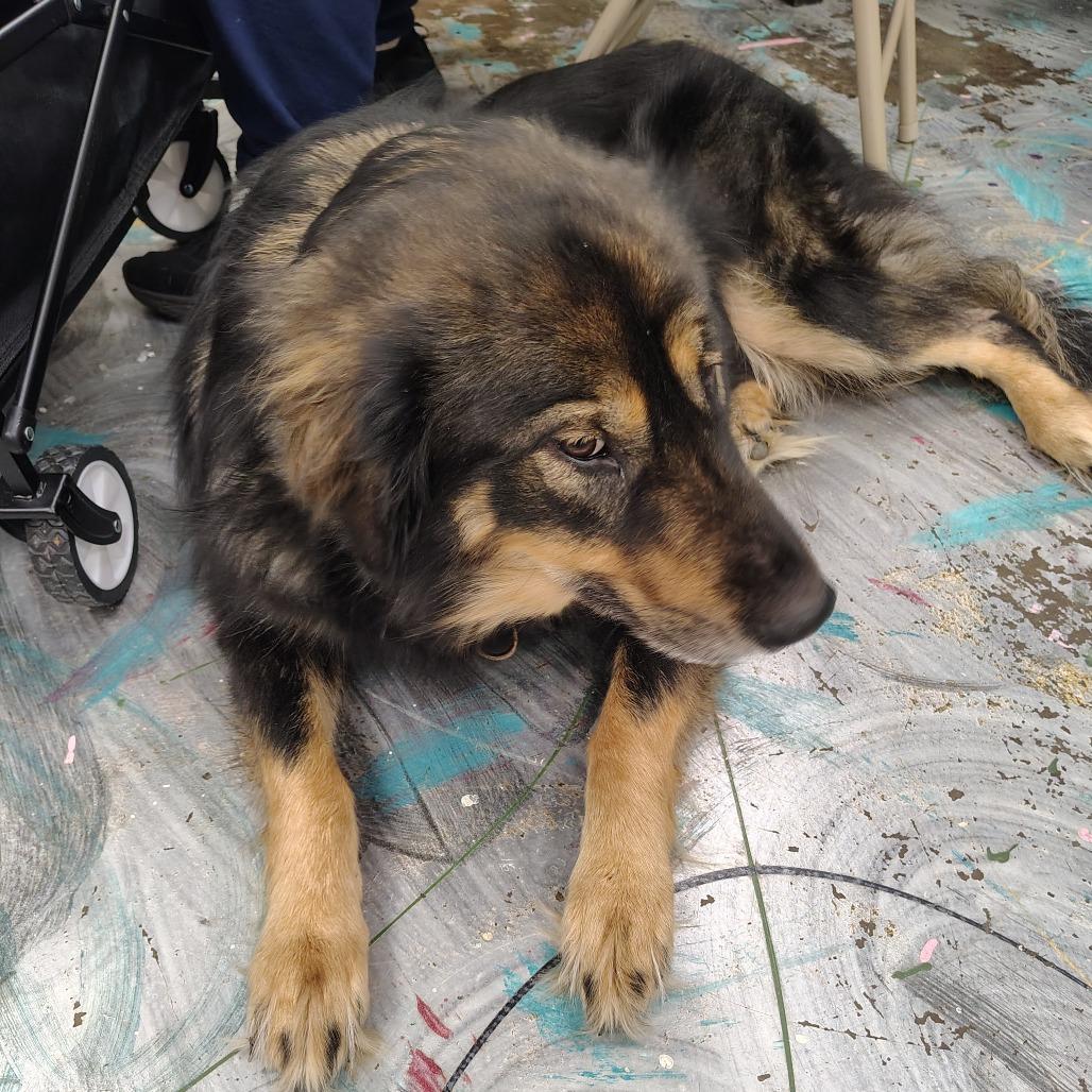 Enlarge Baldur, a Adoptable mixed breed in Coos Bay, OR image 6/6