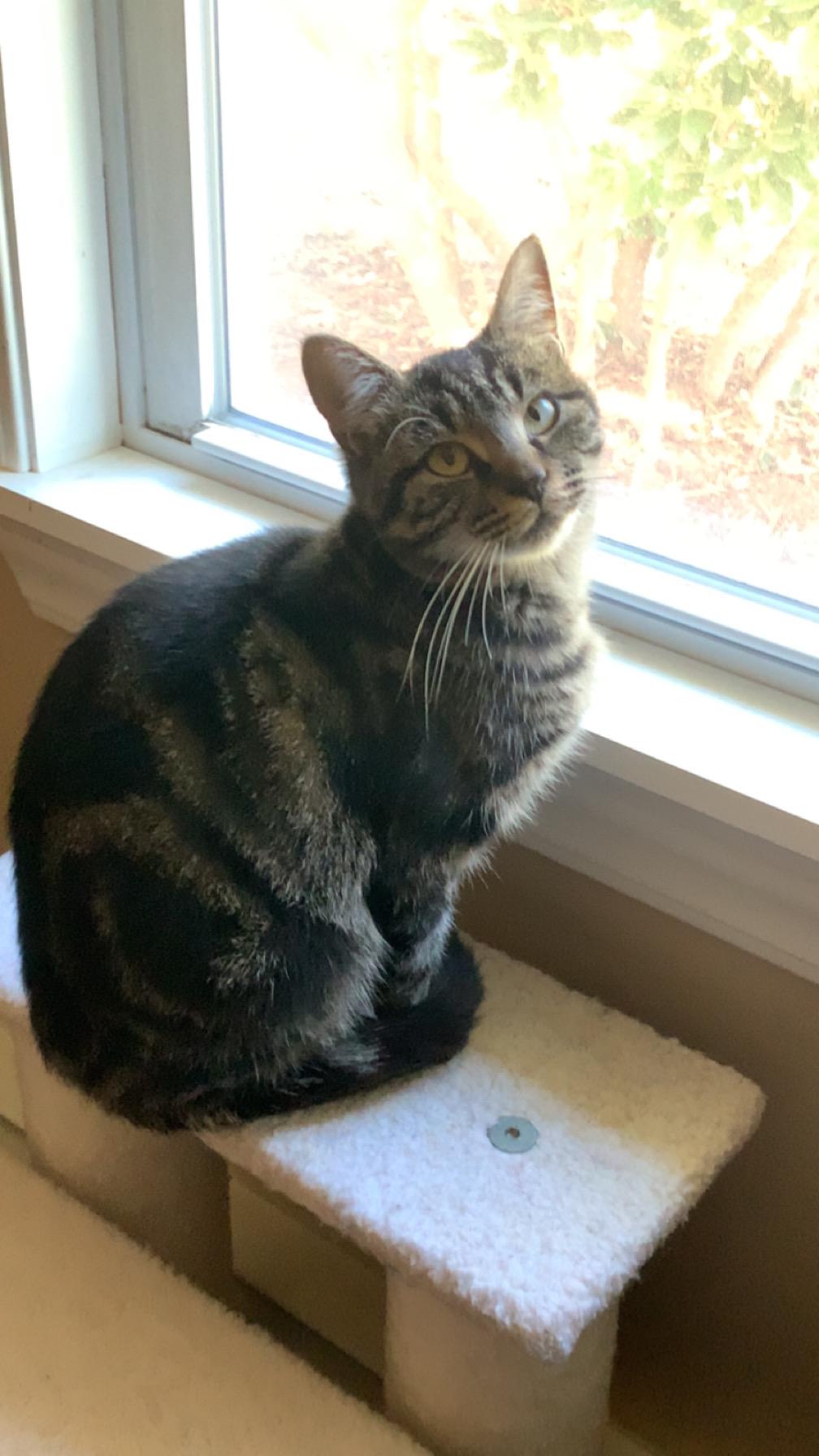 Lilly, Adoptable, Adult Female Domestic Short Hair.