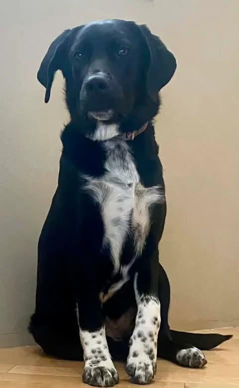 Enlarge Georgia, a ADOPTABLE mixed breed in Winnipeg, MB image 2/6