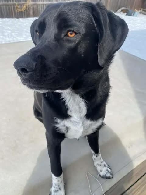 Georgia, ADOPTABLE, Adult Female Black Labrador Retriever & Mixed Breed.
