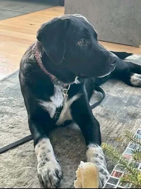Enlarge Georgia, a ADOPTABLE mixed breed in Winnipeg, MB image 5/6