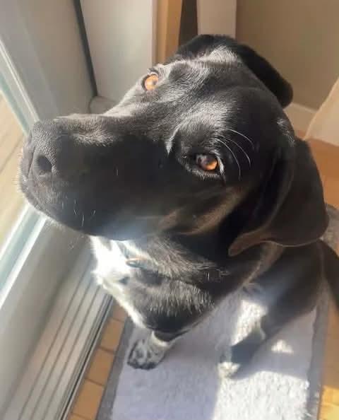 Enlarge Georgia, a ADOPTABLE mixed breed in Winnipeg, MB image 6/6