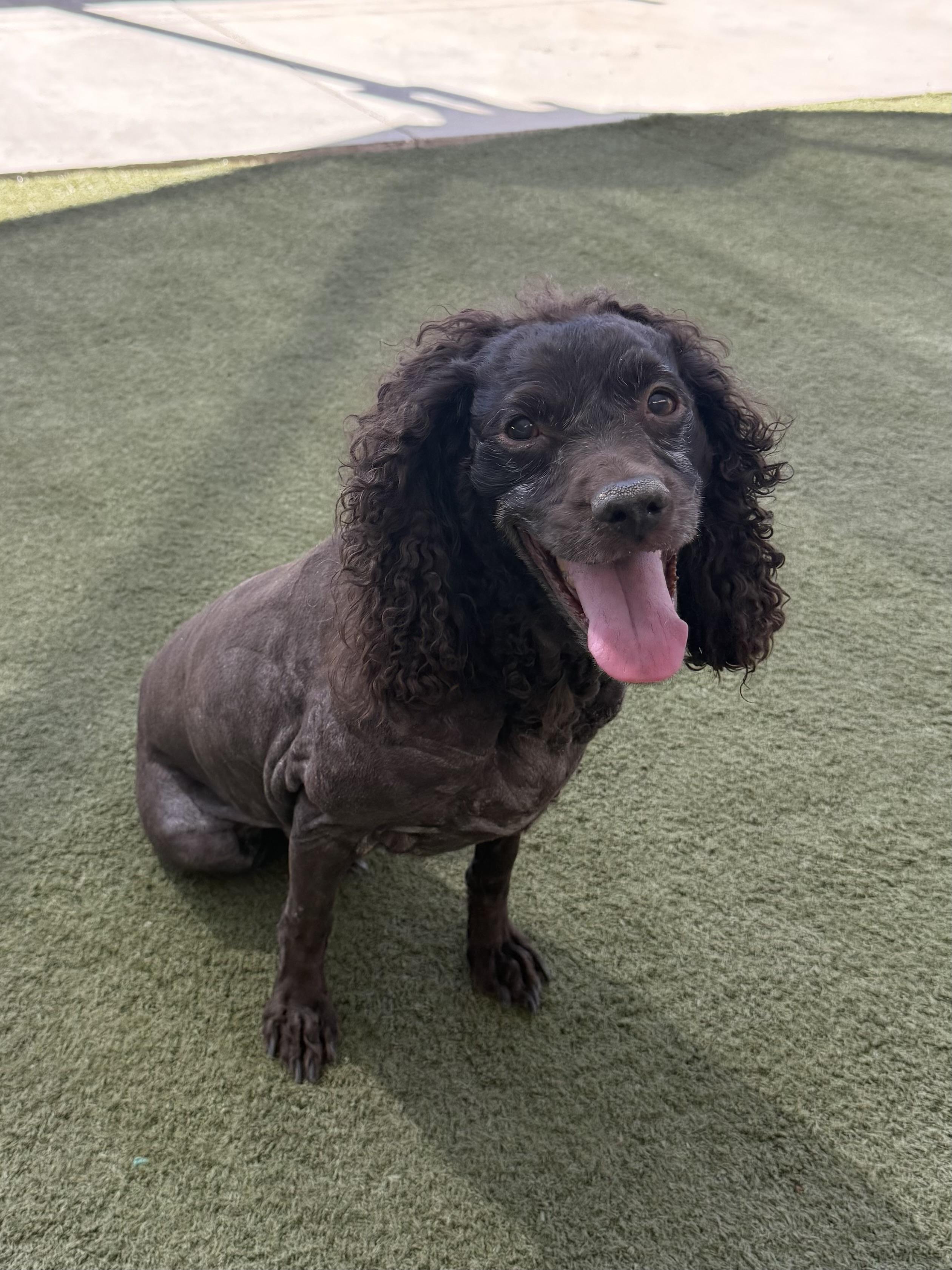 Enlarge Emma, a Adoptable Boykin Spaniel in Boulder City, NV image 2/5