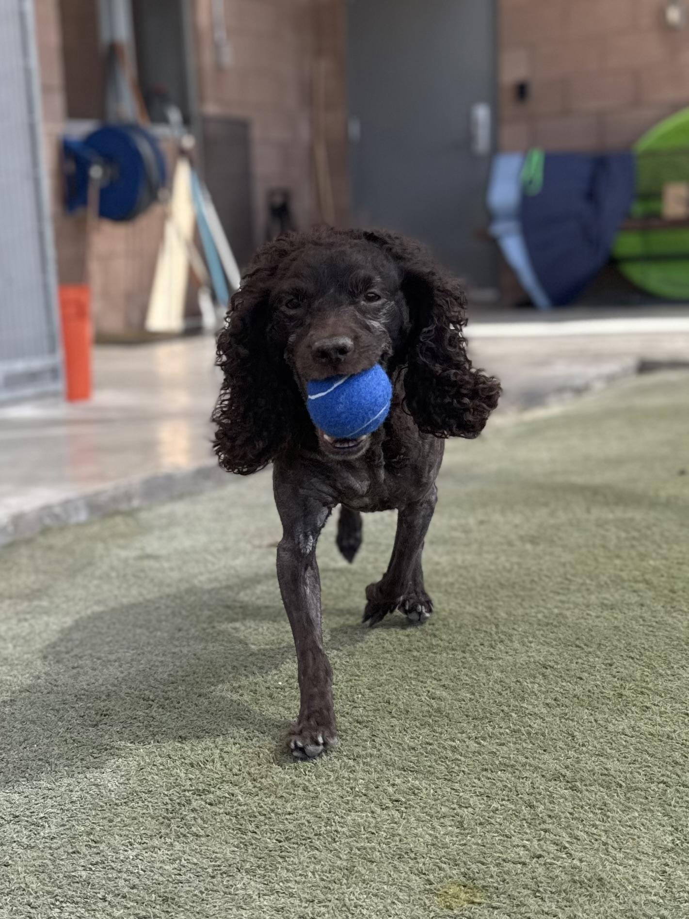 Enlarge Emma, a Adoptable Boykin Spaniel in Boulder City, NV image 3/5