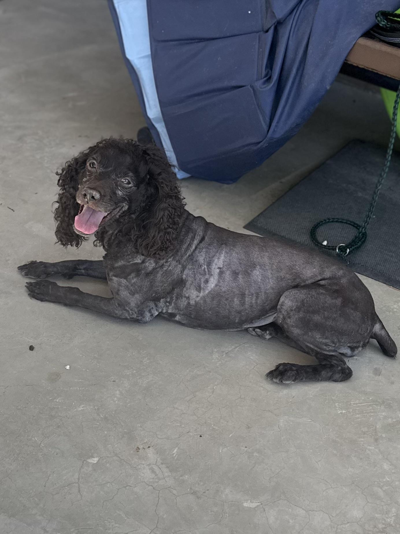 Enlarge Emma, a Adoptable Boykin Spaniel in Boulder City, NV image 4/5