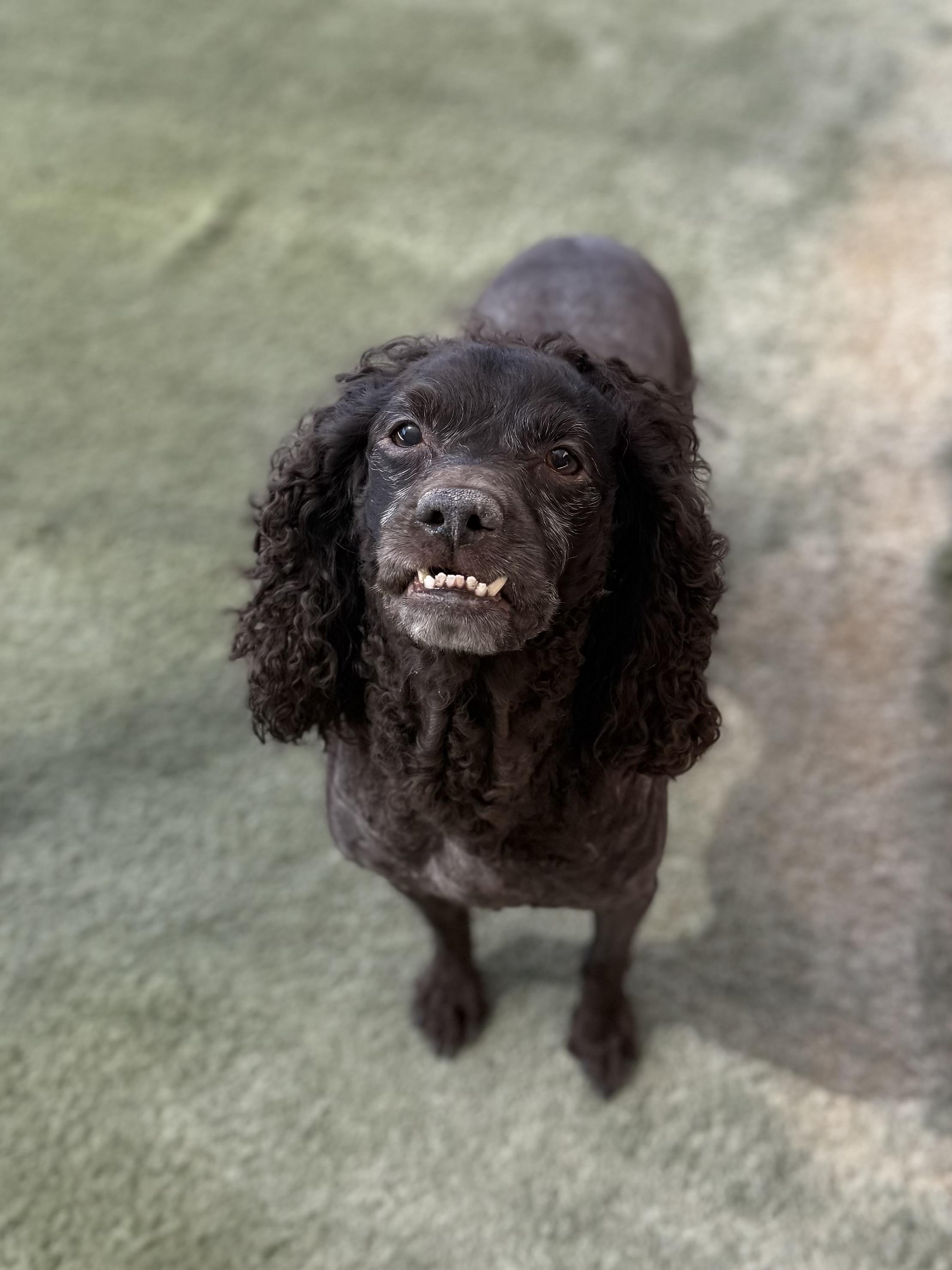 Enlarge Emma, a Adoptable Boykin Spaniel in Boulder City, NV image 1/5