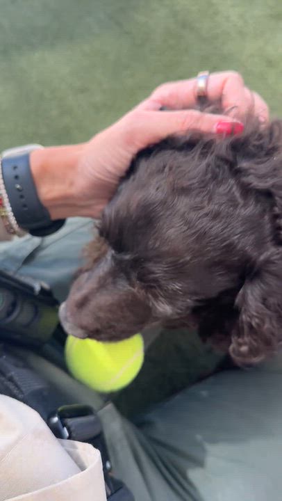 Enlarge Emma, a Adoptable Boykin Spaniel in Boulder City, NV video 5/5