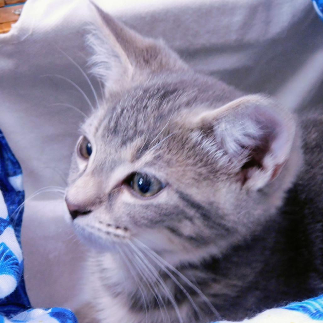 Enlarge Carlton, a Adoptable Domestic Short Hair in Canton, IL image 1/6