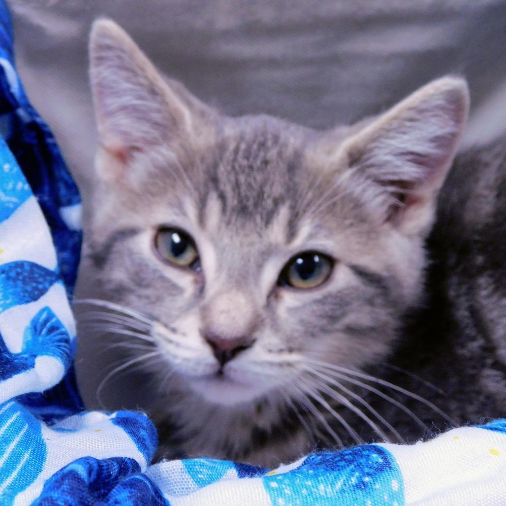 Enlarge Carlton, a Adoptable Domestic Short Hair in Canton, IL image 2/6