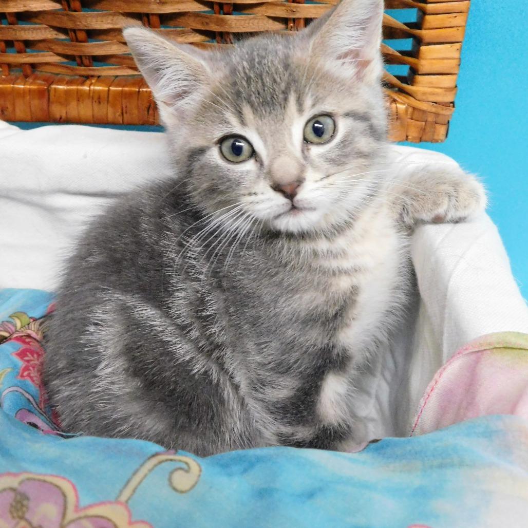 Enlarge Carlton, a Adoptable Domestic Short Hair in Canton, IL image 3/6