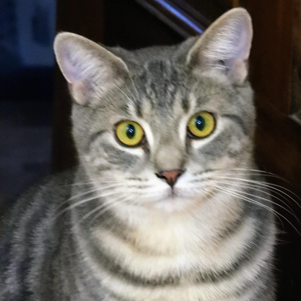 Enlarge Carlton, a Adoptable Domestic Short Hair in Canton, IL image 4/6