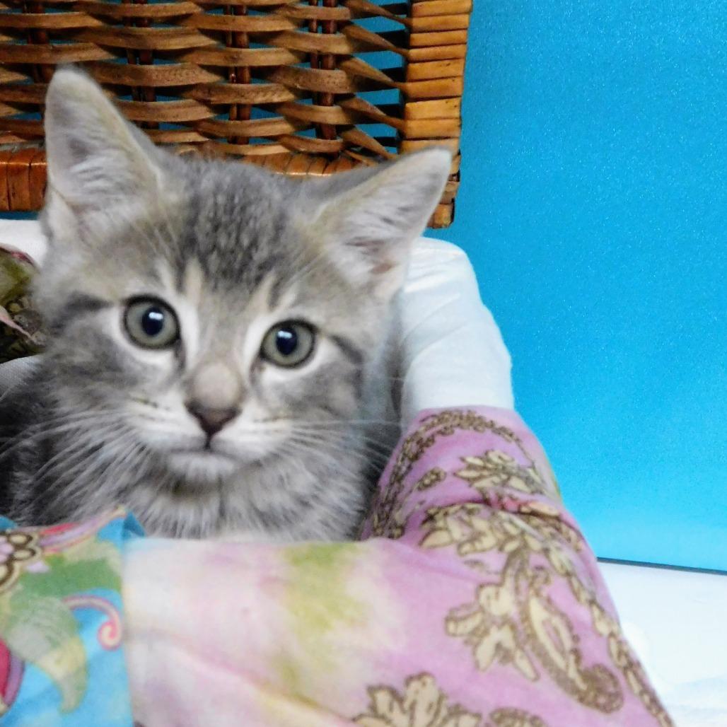 Enlarge Carlton, a Adoptable Domestic Short Hair in Canton, IL image 4/6