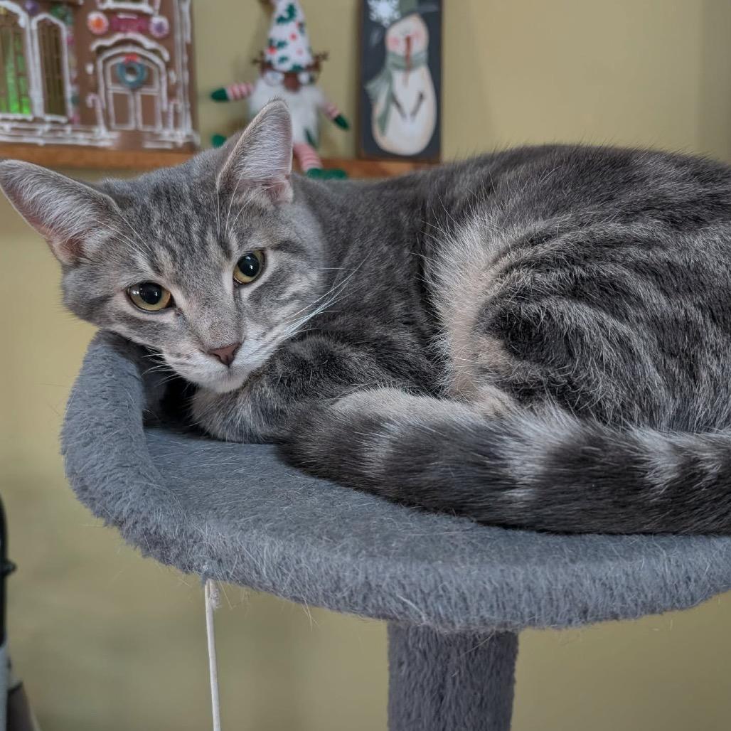 Enlarge Carlton, a Adoptable Domestic Short Hair in Canton, IL image 5/6