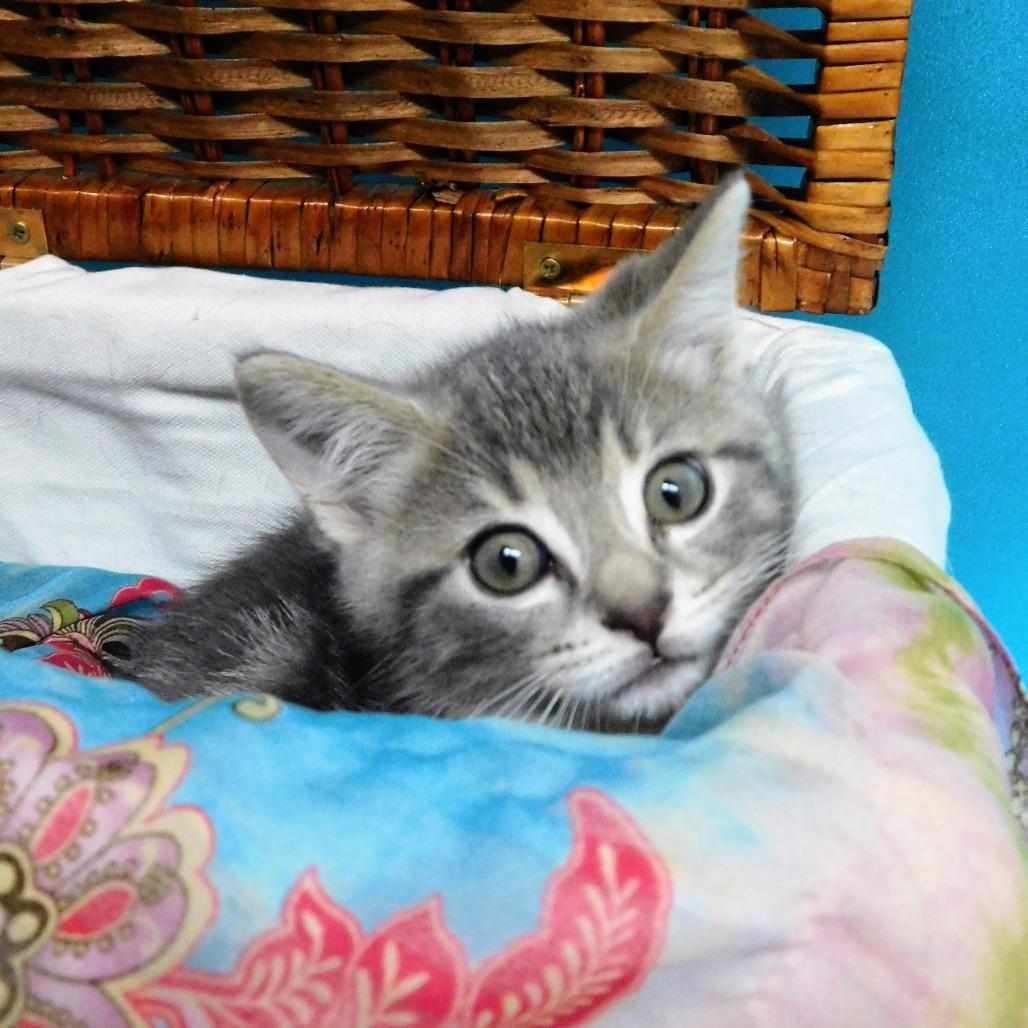 Enlarge Carlton, a Adoptable Domestic Short Hair in Canton, IL image 6/6