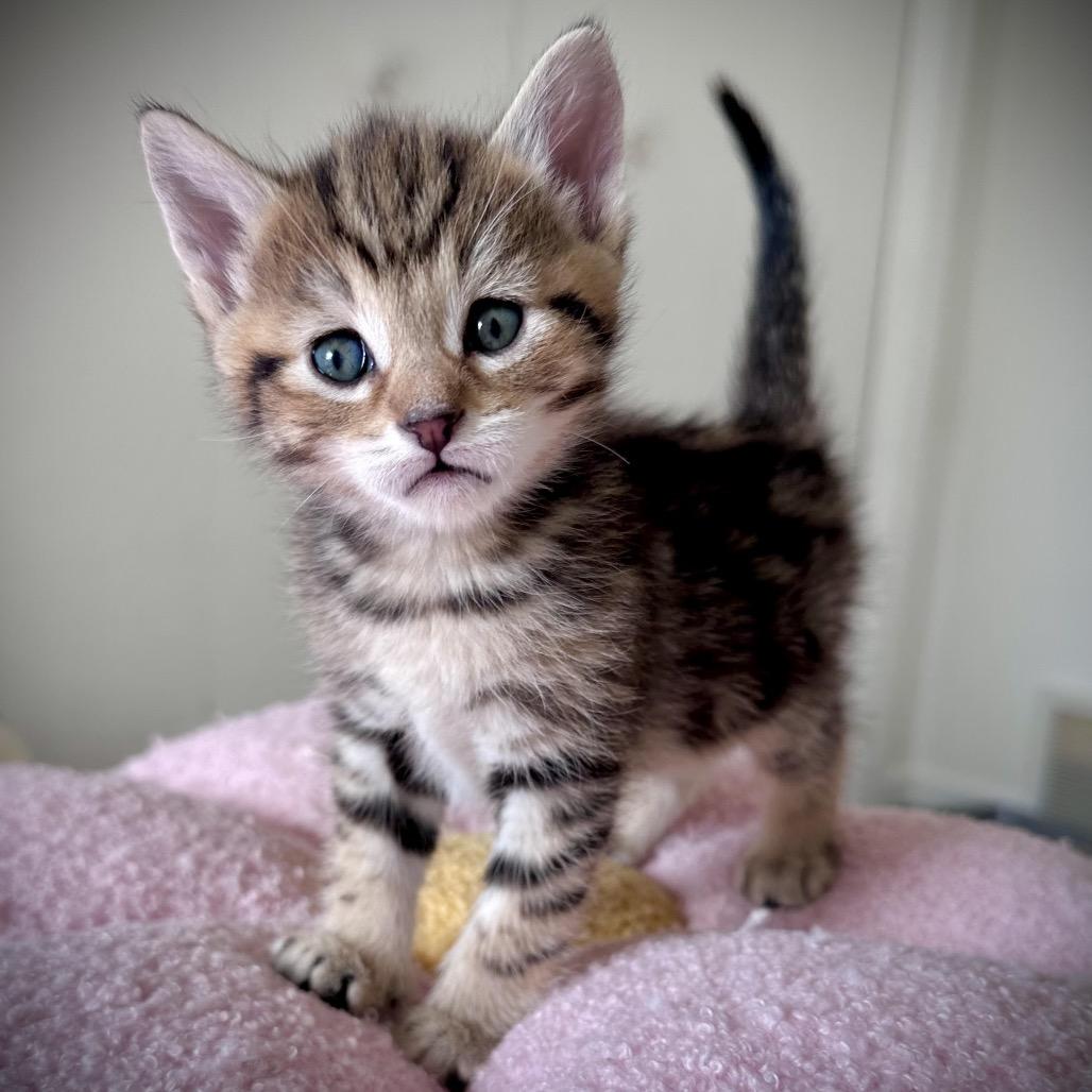 Enlarge Max, a Adoptable Domestic Short Hair in Madison, WI image 1/1