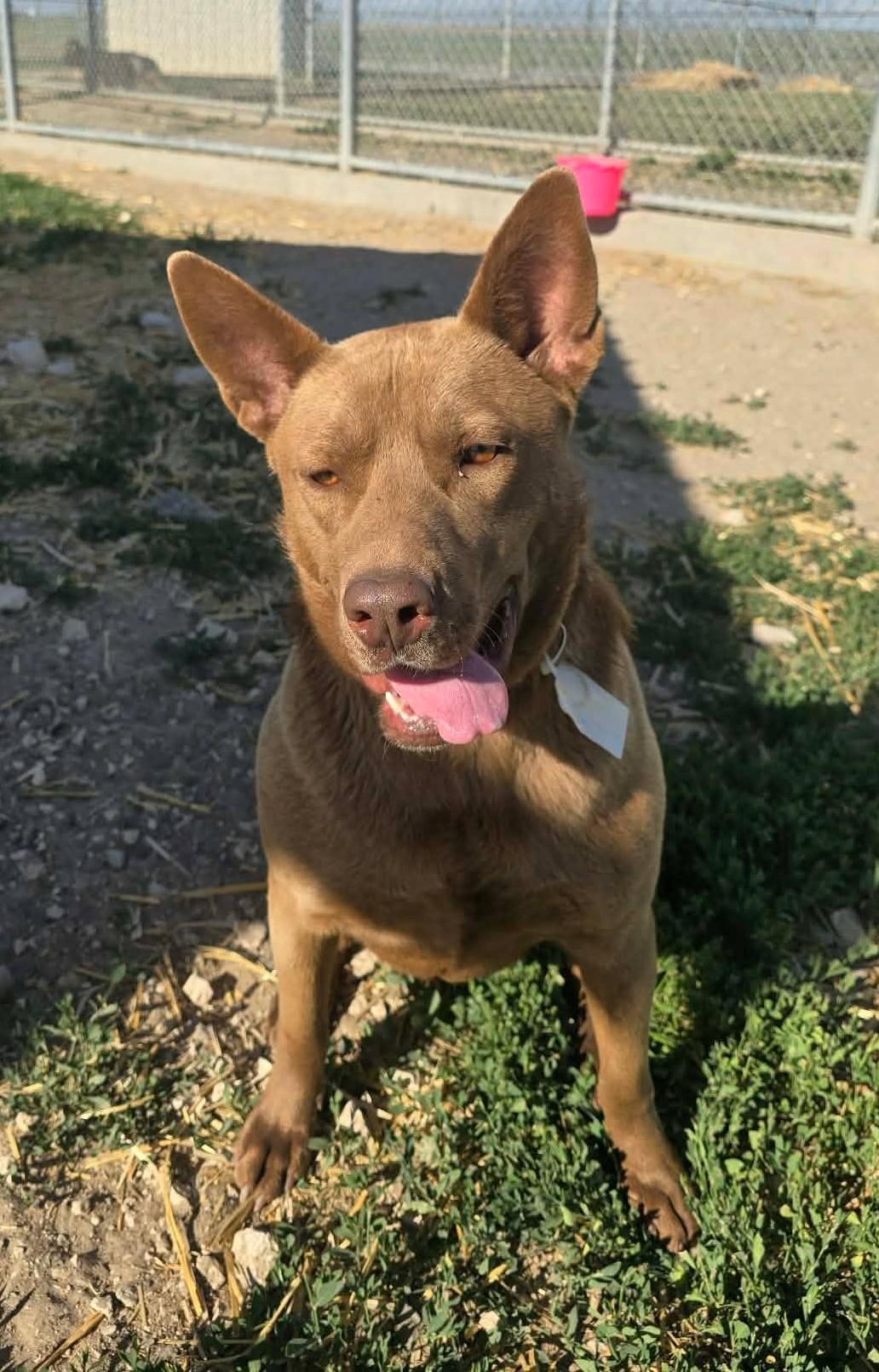 Enlarge Canela, a ADOPTABLE mixed breed in Othello, WA image 5/5