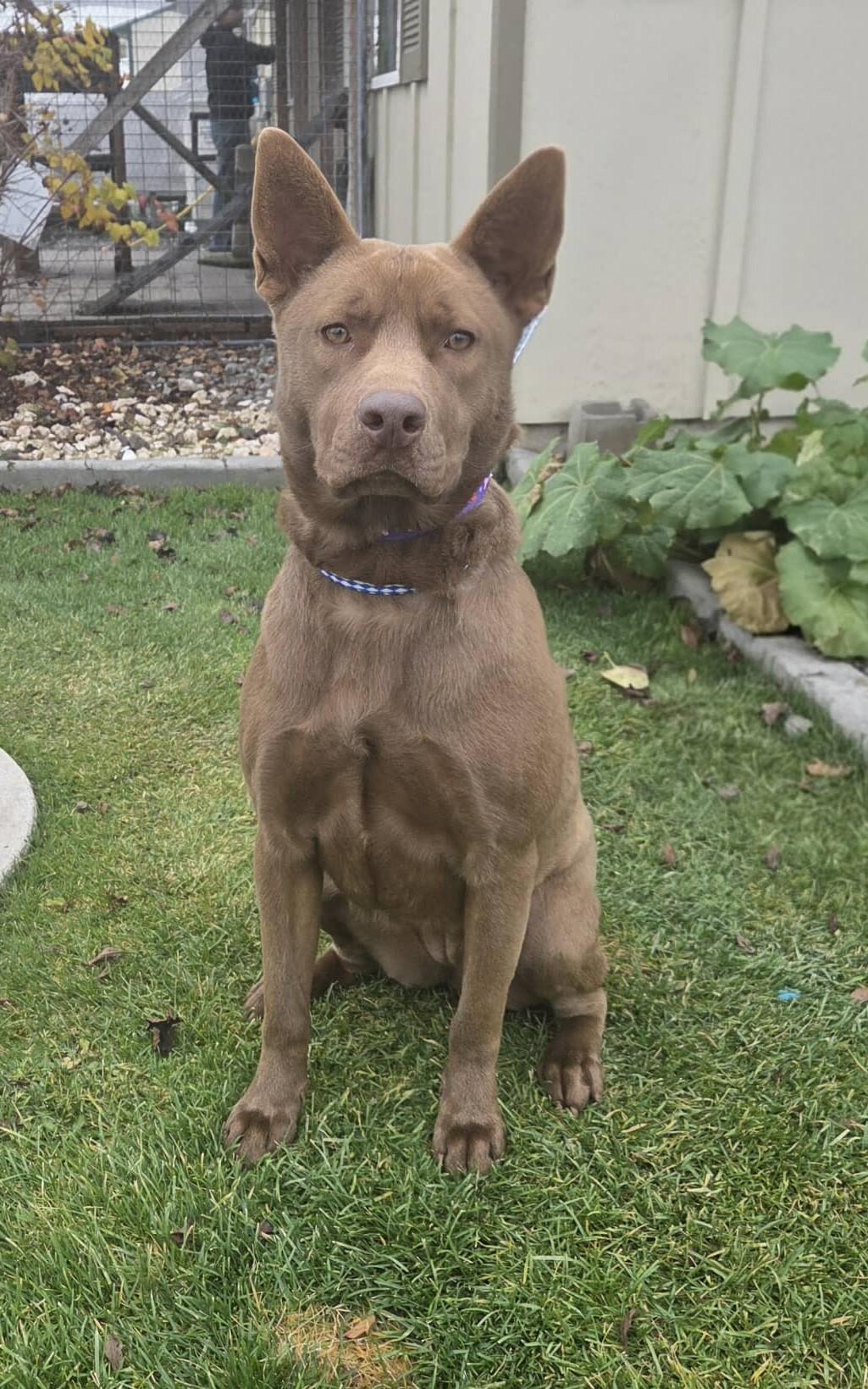 Enlarge Canela, a ADOPTABLE mixed breed in Othello, WA image 2/5