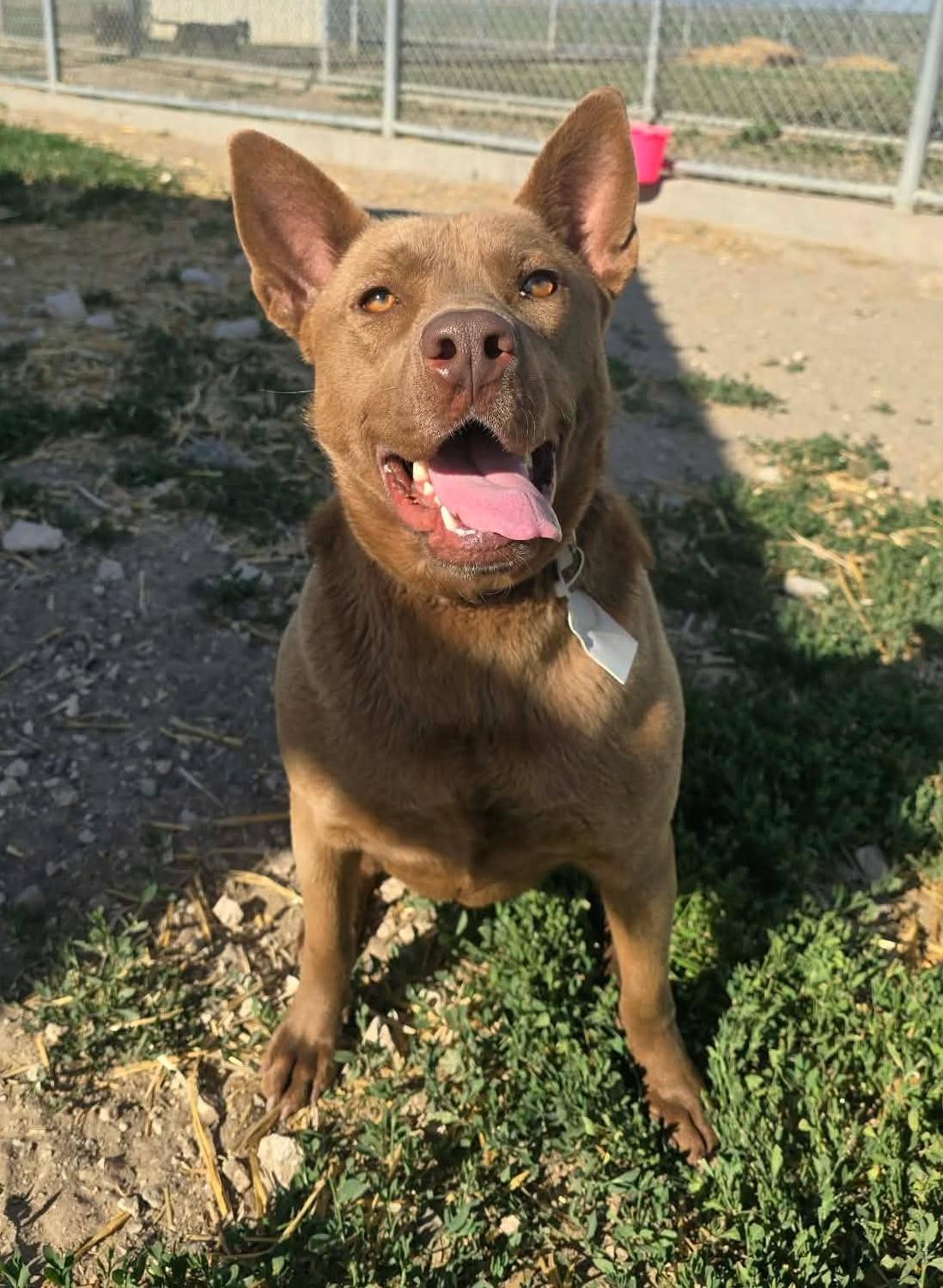 Enlarge Canela, a ADOPTABLE mixed breed in Othello, WA image 4/5