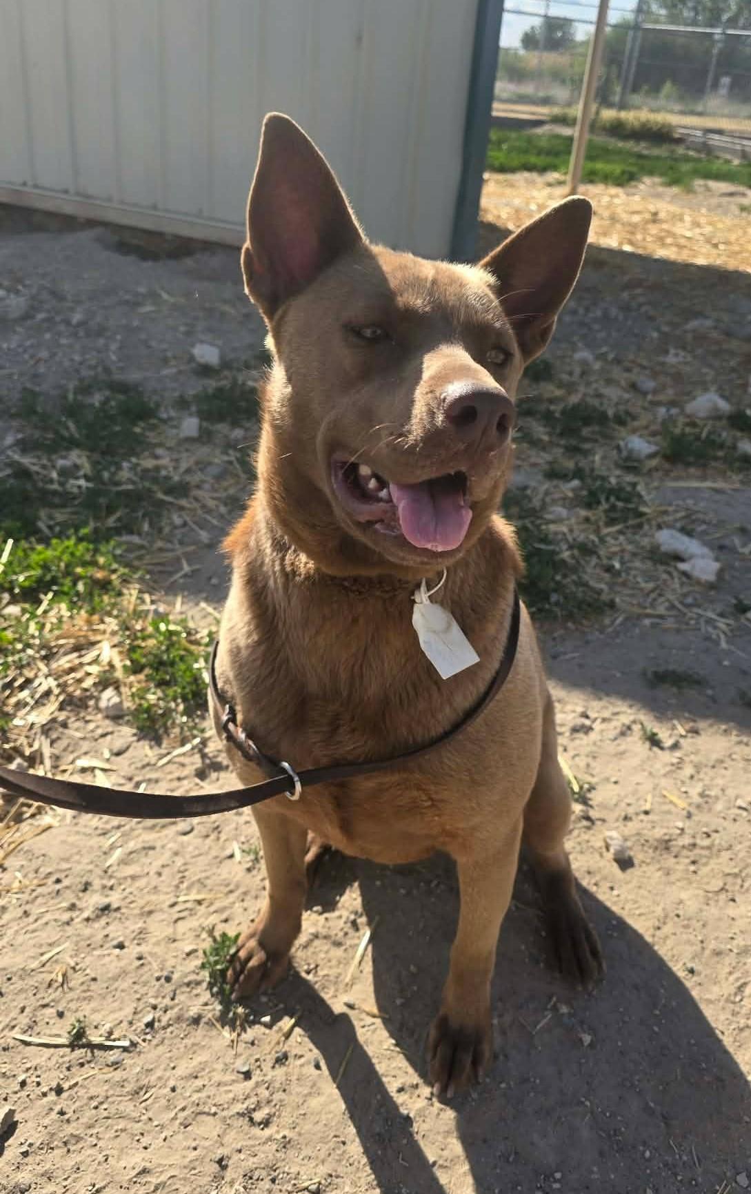 Canela, ADOPTABLE, Adult Female Mixed Breed.