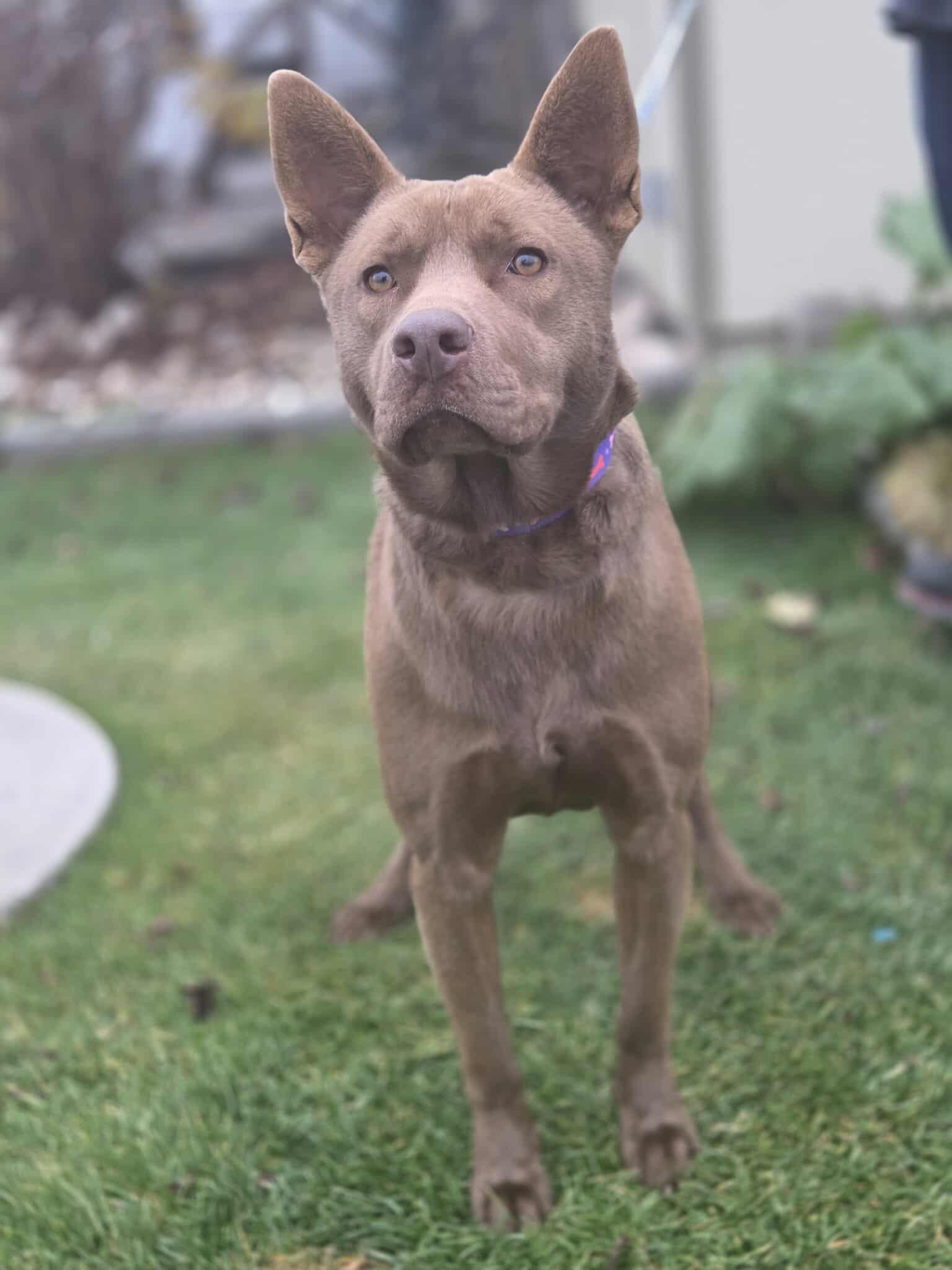 Enlarge Canela, a ADOPTABLE mixed breed in Othello, WA image 3/5